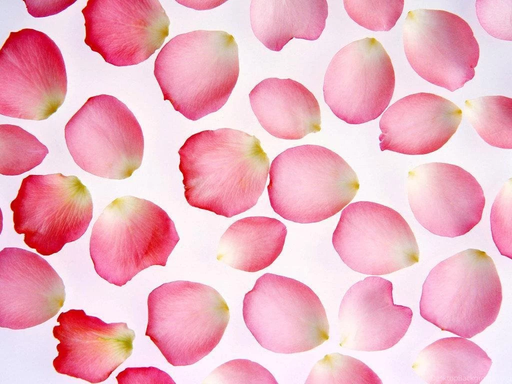 Pretty Rose Petals Roses Wallpapers (12070026) Fanpop