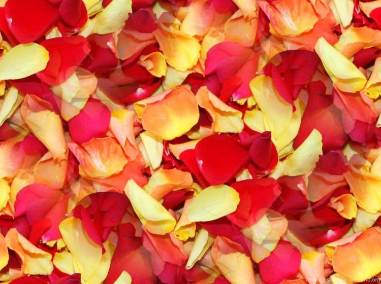Rose Petals Seamless Backgrounds