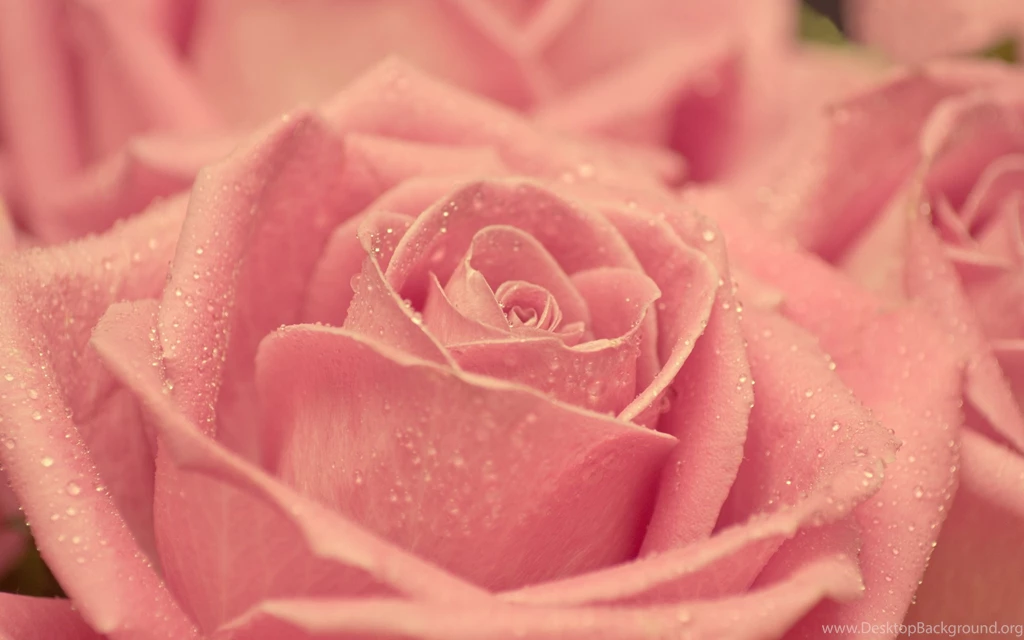 Download Wallpapers 2560x1600 Rose, Petals, Light, Drops 2560x1600 ...