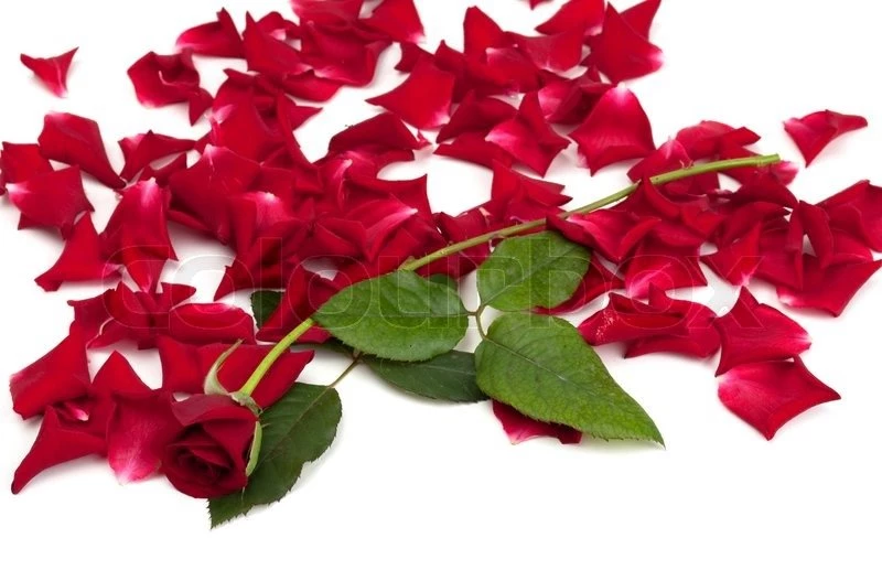 Red Roses And Rose Petals On White Backgrounds