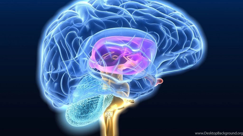 Neon Brain Anatomy Medical Head 1366x768 Wallpapers Free HD ...