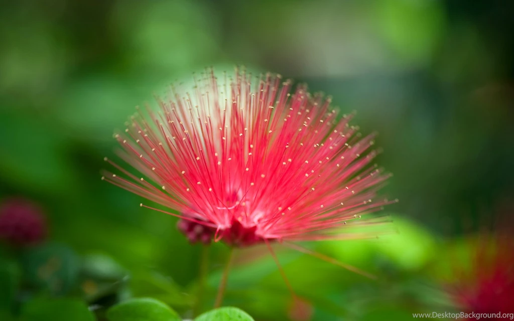 Beautiful Flowers Wallpapers