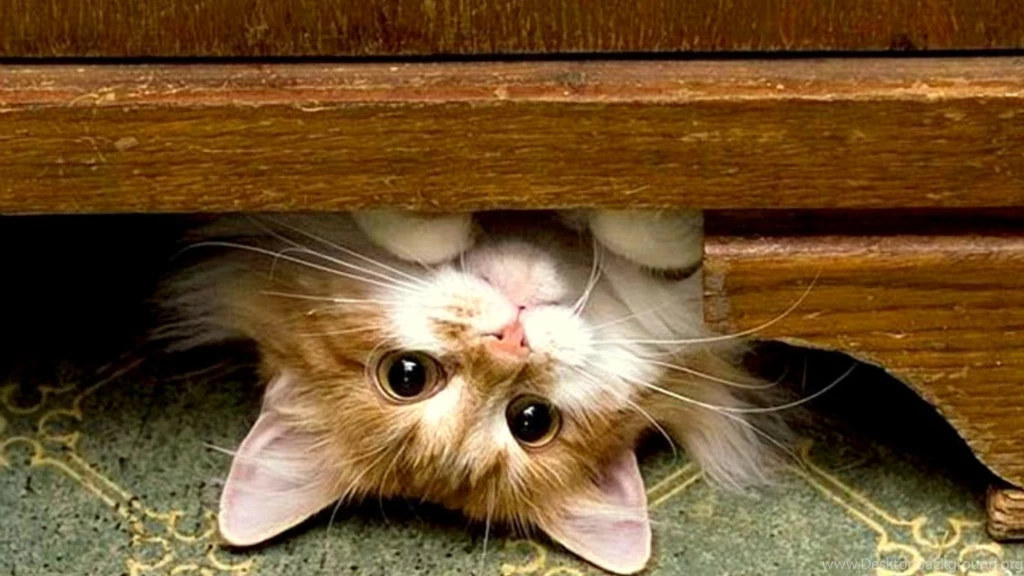 Funny Cat Wallpapers