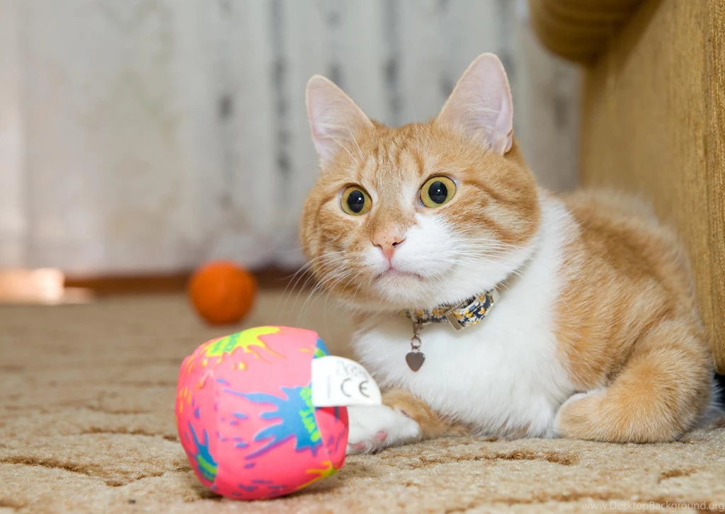 Cute Cat Wallpapers, Lovely Animals, Kitten Images, Pussycat ...