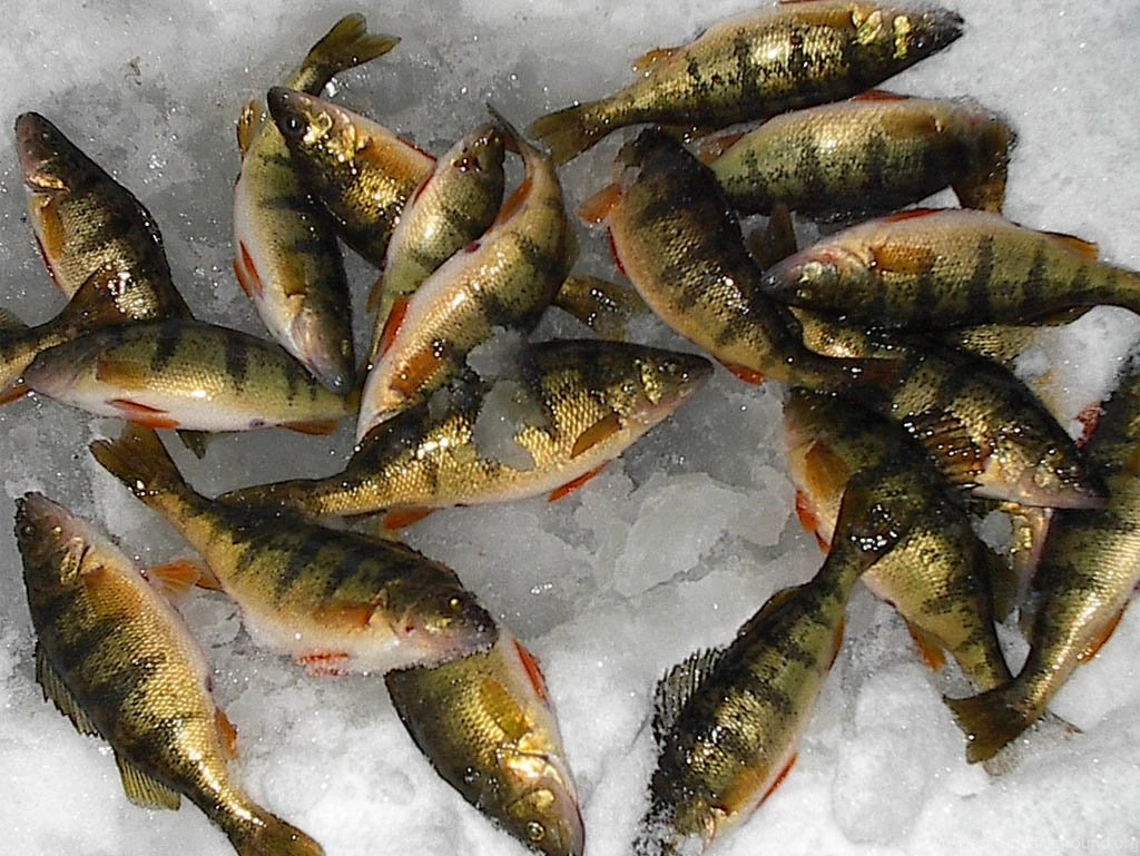 Pile Of Perch