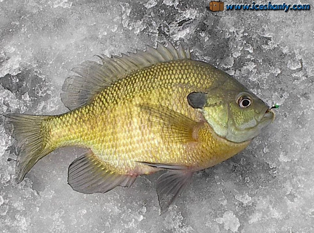 Slab Bluegill On A Marmooska