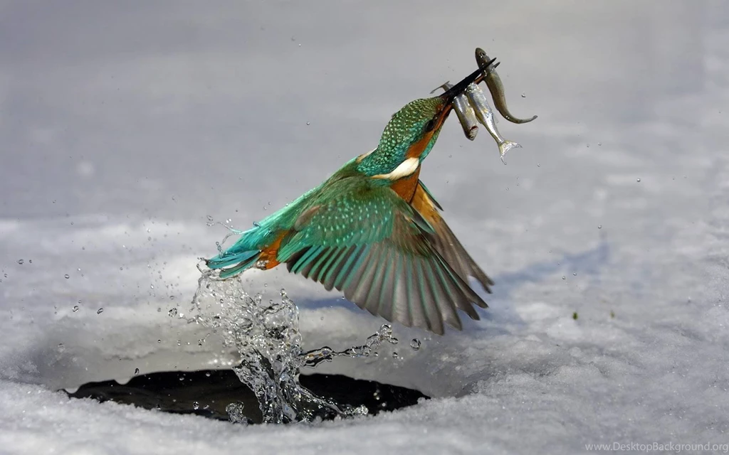 403796 beautiful birds kingfisher.jpg