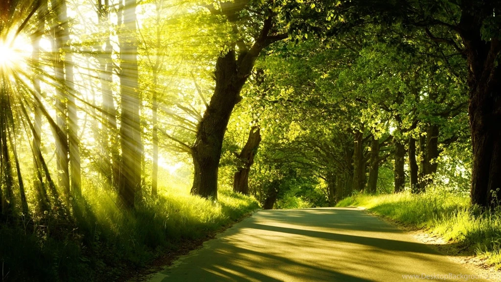 1366x768 Forest Trip Sunny Day Desktop PC And Mac Wallpapers