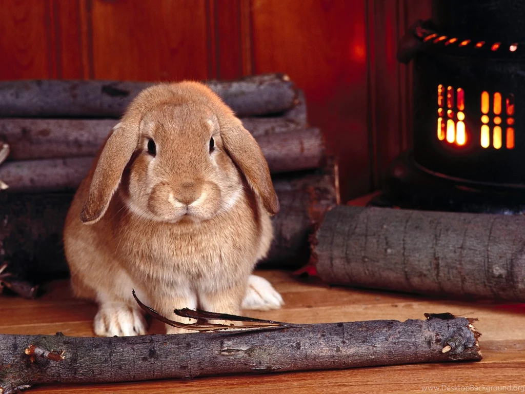 Free Wallpapers Winter Time Rabbit In Home