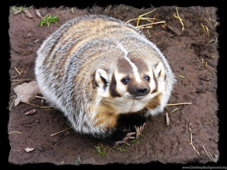 Bucky Badger By Haloman69 On DeviantArt