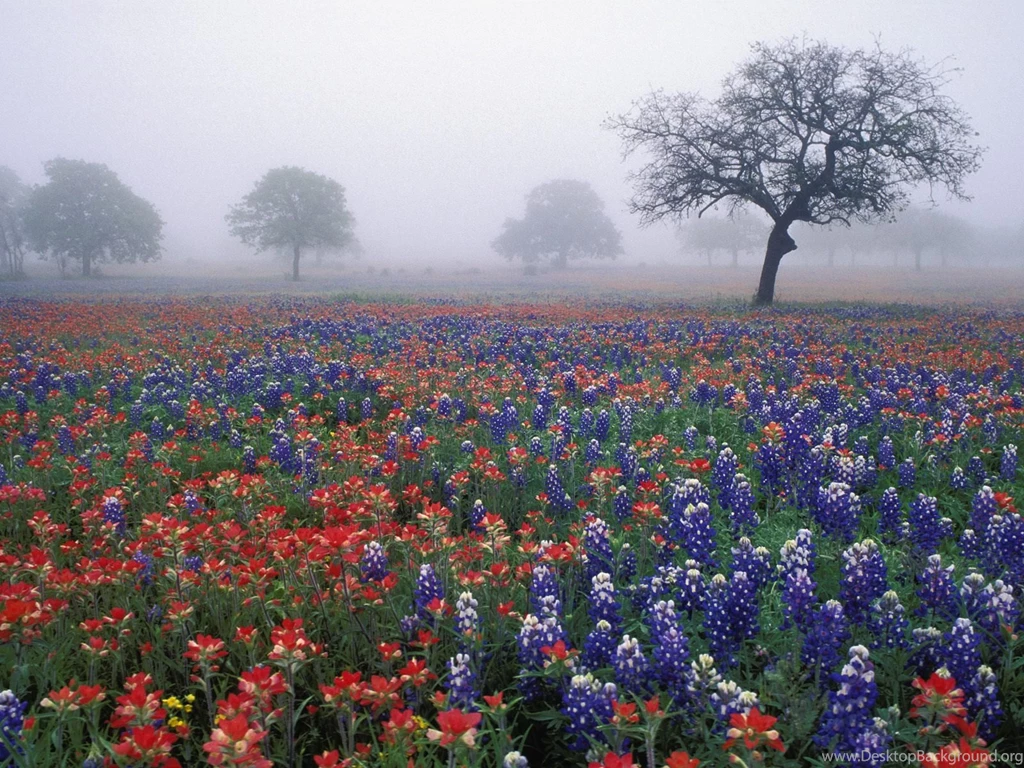 1600x1200 Indian Paintbrush Desktop PC And Mac Wallpapers Desktop