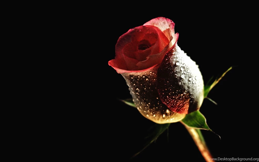 Water Drops On A Red Rose Wallpapers 27264