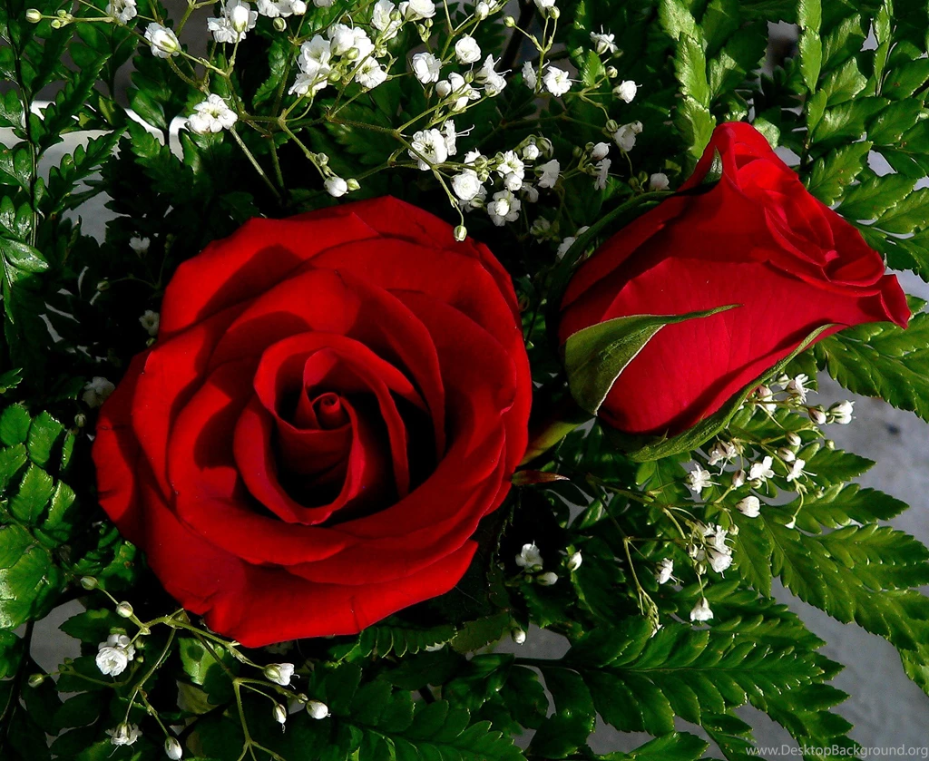 Flowers: Red Roses Flowers Leaves Rose Desktop Backgrounds For ...