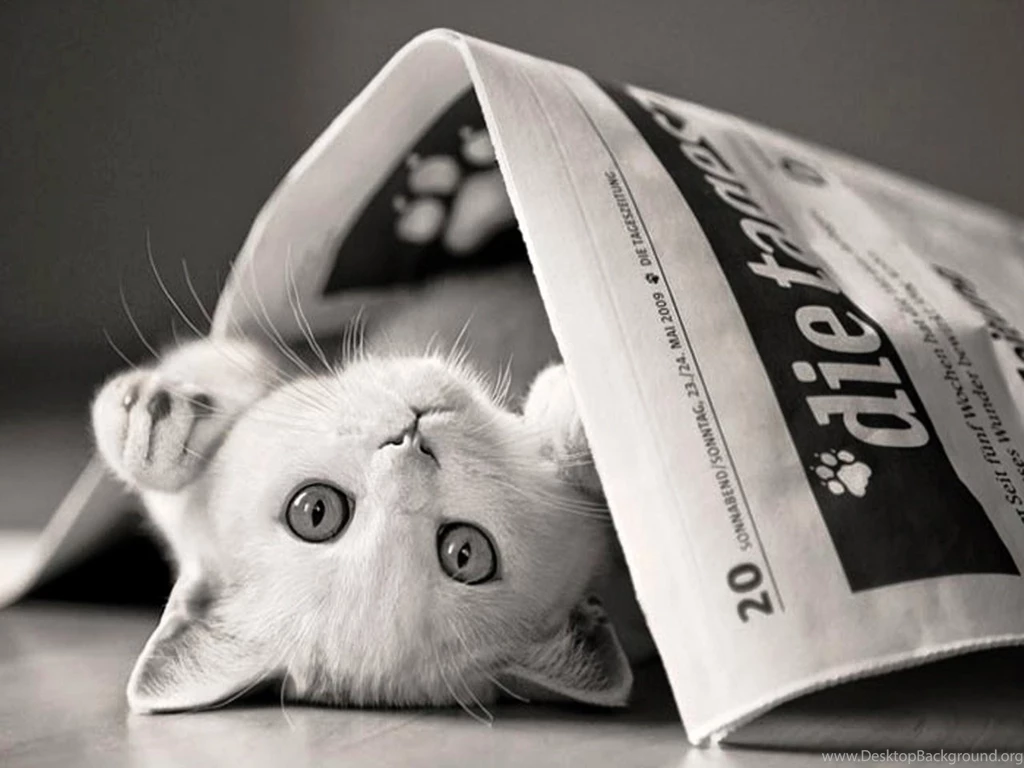 Newspaper Desktop Wallpapers Newspaper And Kitty Photos Of Creating ...