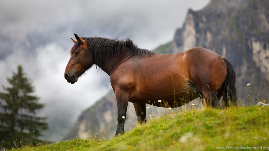 Horses: High Hill Hills Equestrian Fog Ranch Horse Mist Mountain ...