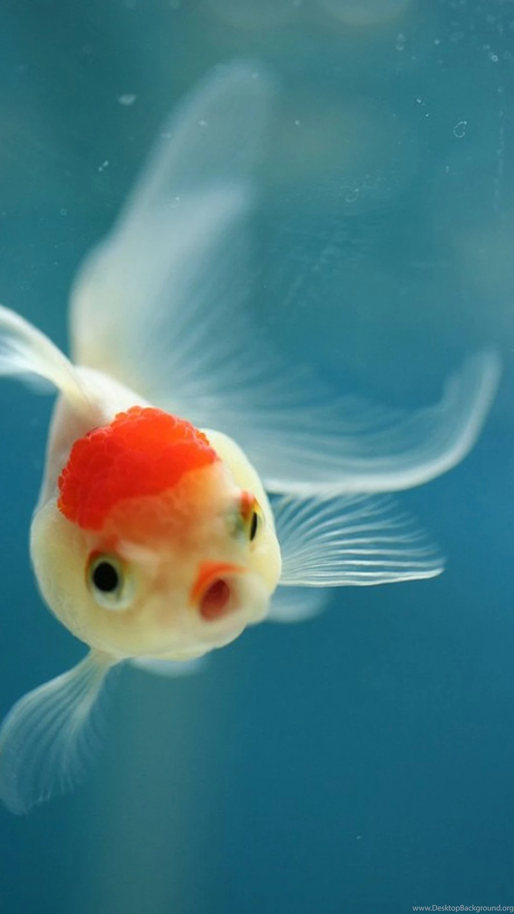 Cute Archives Page 2 Of 15 Wallpapers For IPhone, Samsung And ...