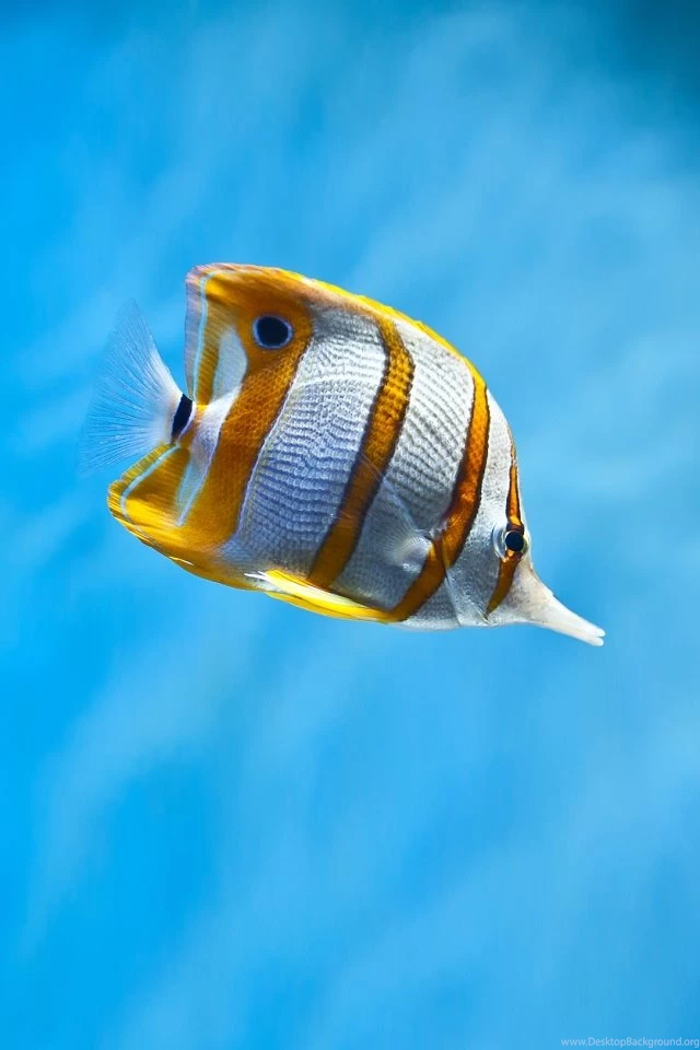 Iphone Copperband Fish.jpg