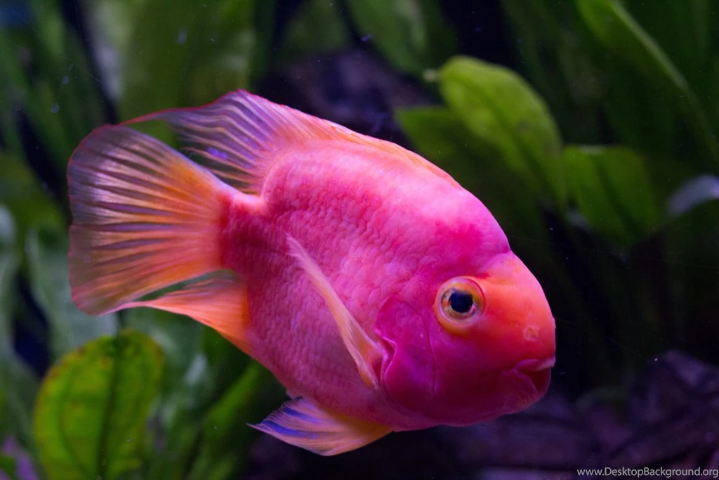 FISH WALLPAPER Josh008 – Wallpaperjosh