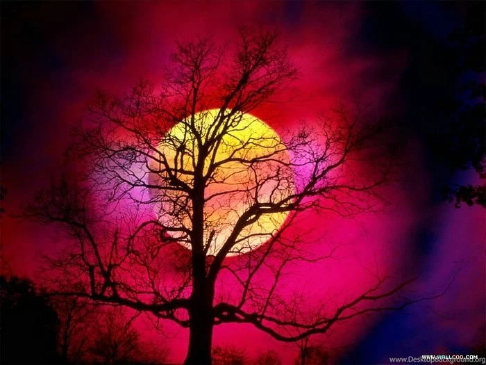 Sunset Glow Wallpapers   Dusk Trees Wallpaper2   Wallcoo.net