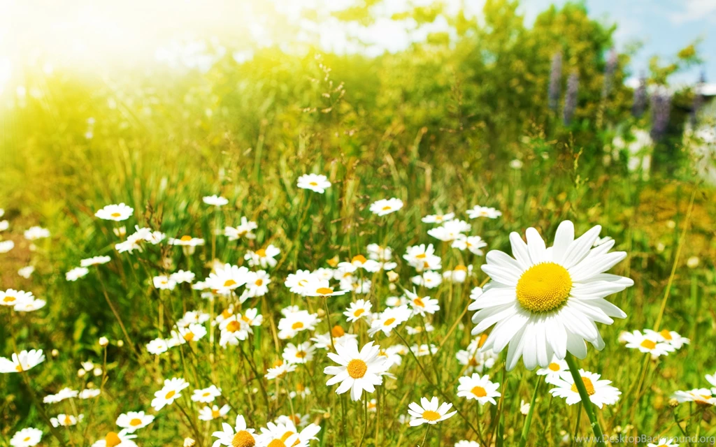 Flower Wallpapers HD Backgrounds 569 Seo Wallpapers