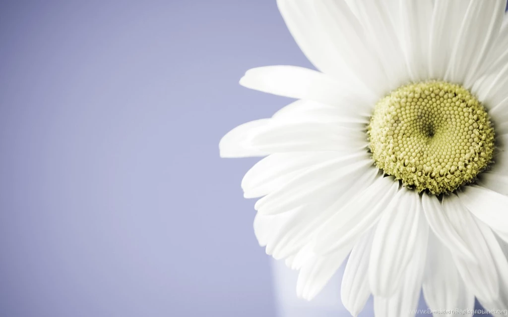 Download 1280x800 Daisy Flower Wallpapers