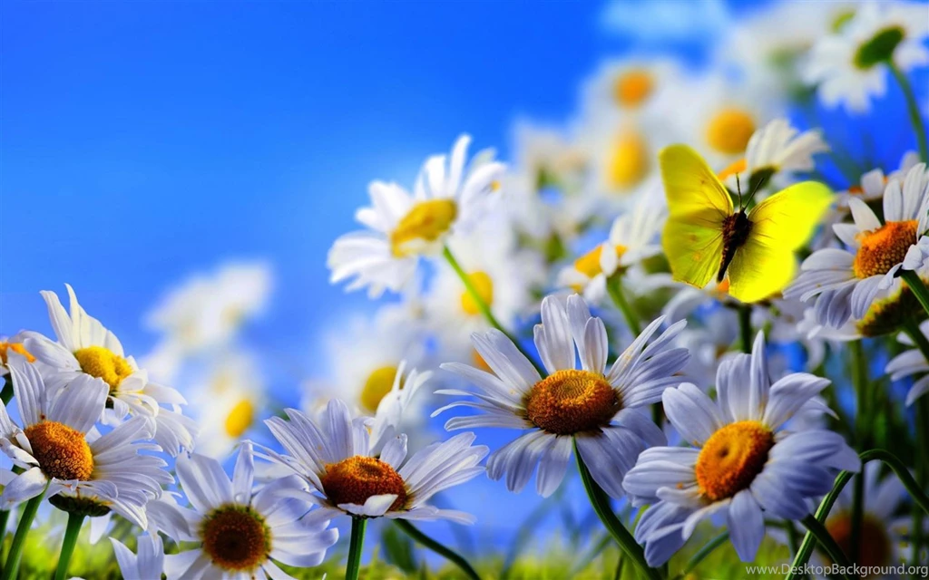 Daisy Flowers Wallpapers ImgMob