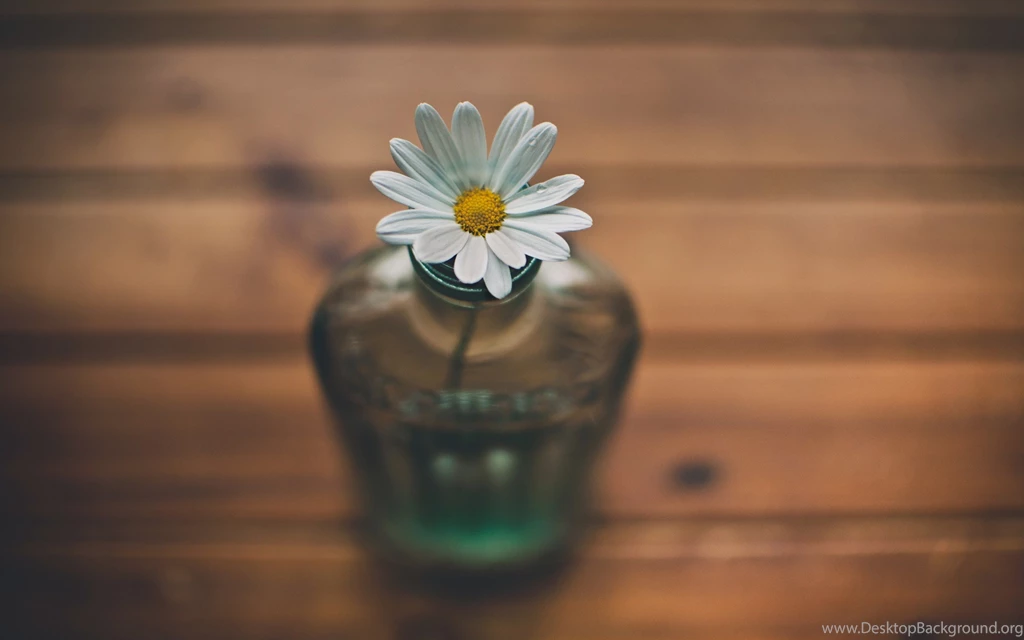 Daisy Flower HD Wallpapers For Desktop