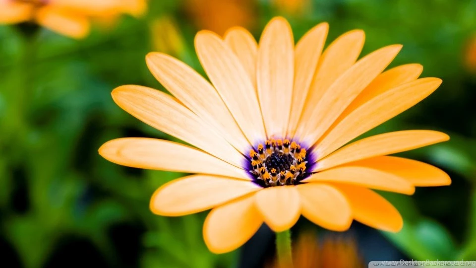 Orange Cape Daisy Flower HD Desktop Wallpapers : Widescreen : High ...