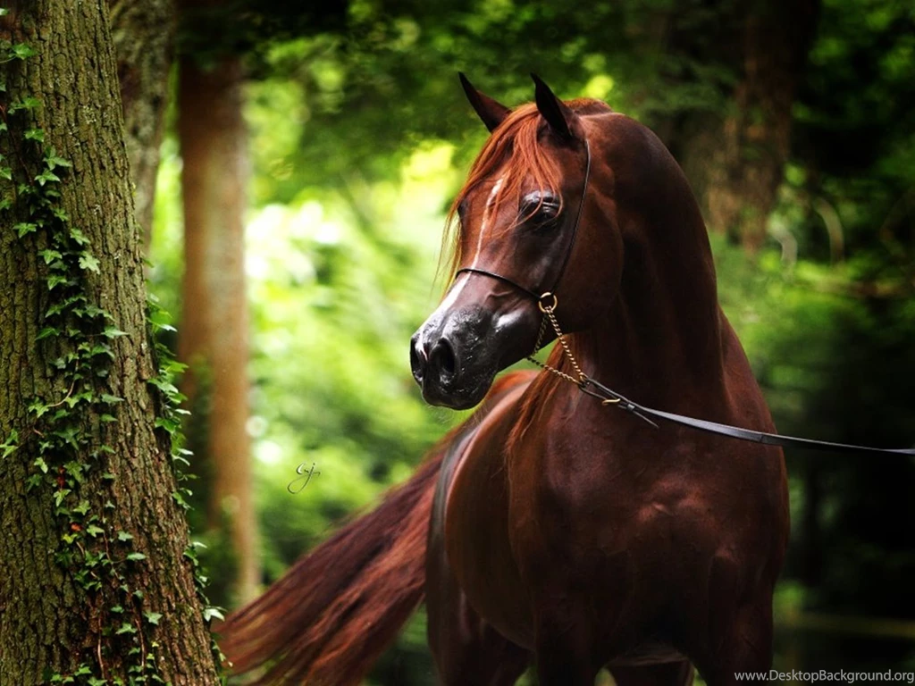Arabian Horse High Resolution Wallpapers 2461 Amazing Wallpaperz