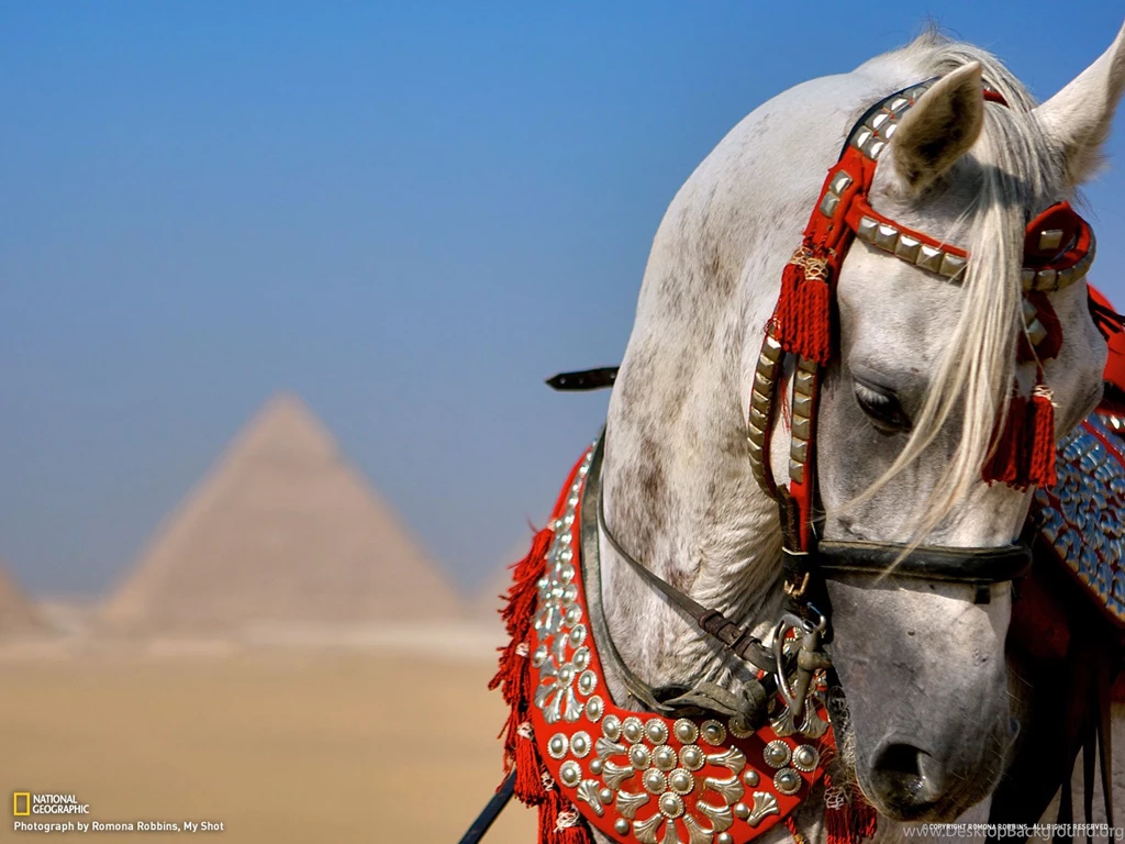 Arabian Horse Digital Wallpapers 2476 Amazing Wallpaperz