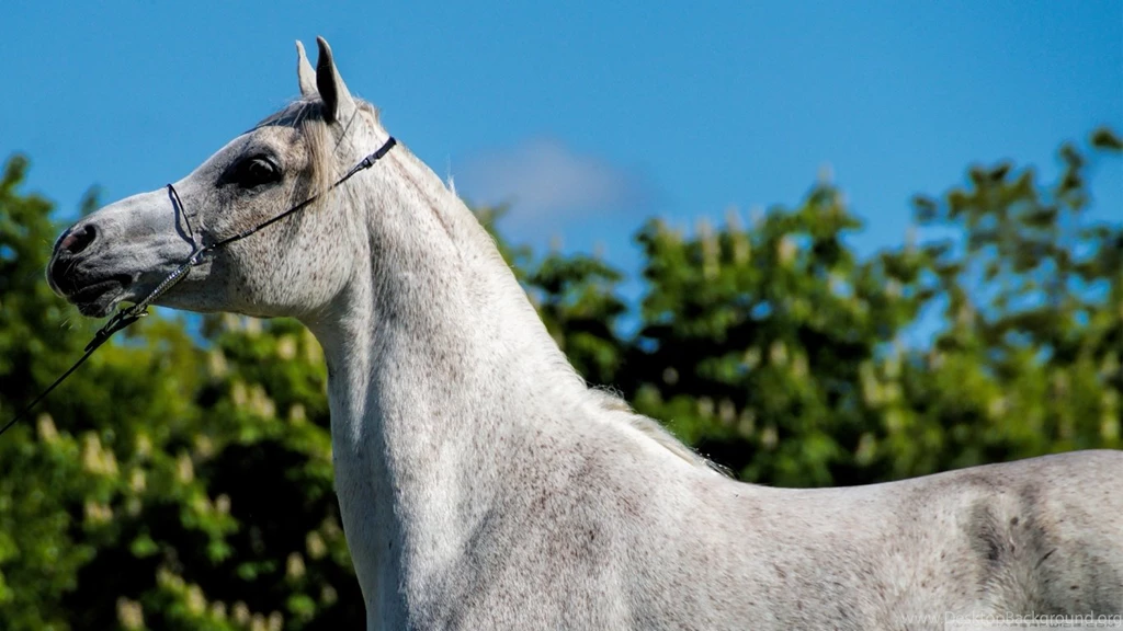 Arabian Horse HD Desktop Wallpapers : Widescreen : High Definition ...