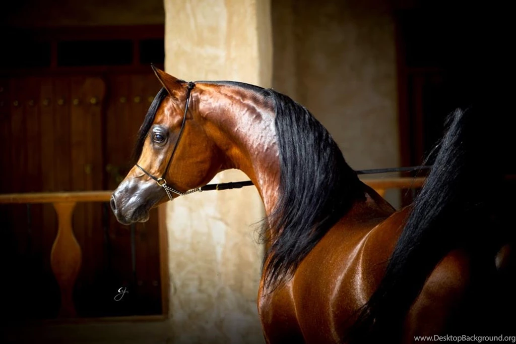 Horses: Bay Prince Arabian Horses Oriental 995 Image Gallery For ...