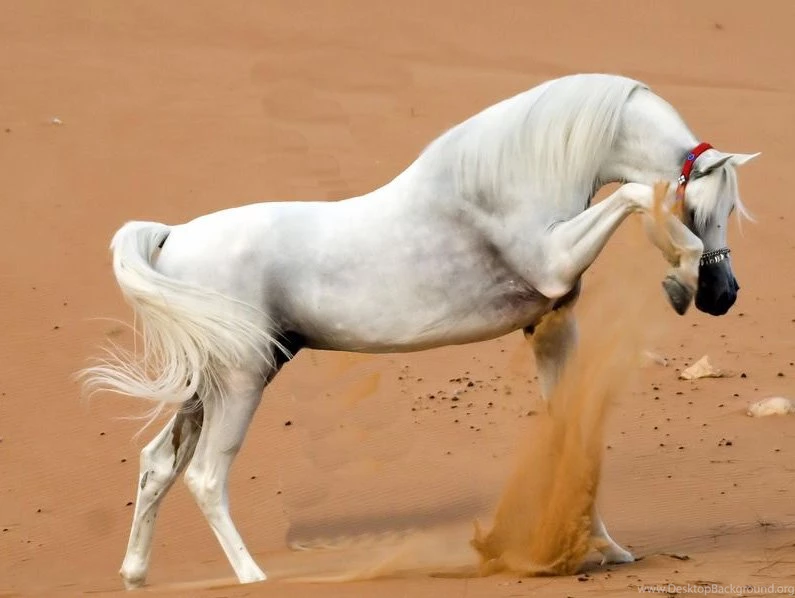 Arabian Horse In The Sand   Wallpapers Horse ColoringWallpapers ...