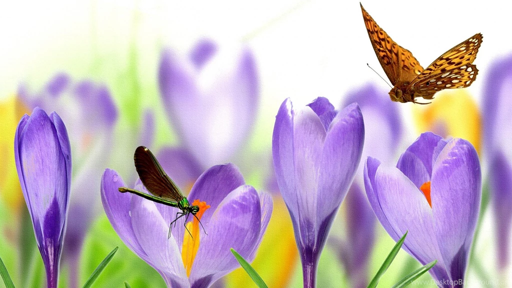 Cute Butterfly With Flowers Wallpapers Widescreen