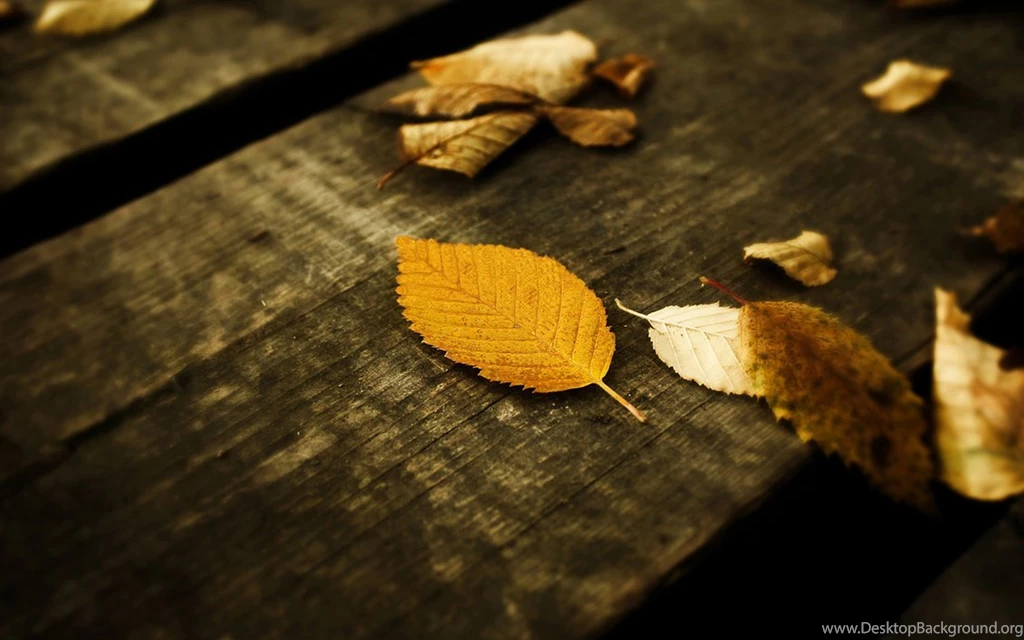 Leaves Wallpapers By SvenMueller On DeviantArt