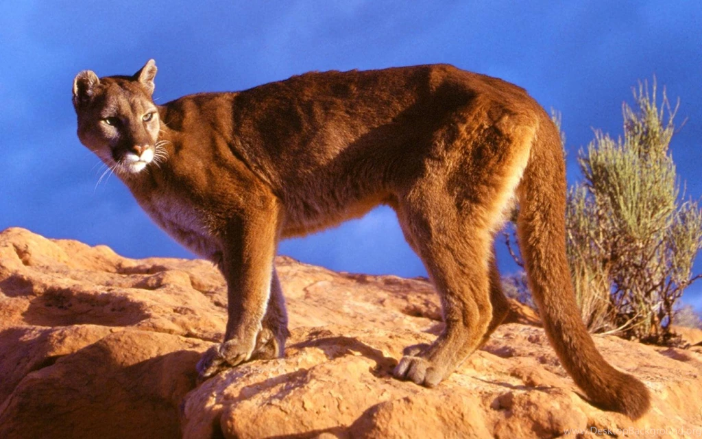 Desktop Hidden Wallpapers Mountain Lion