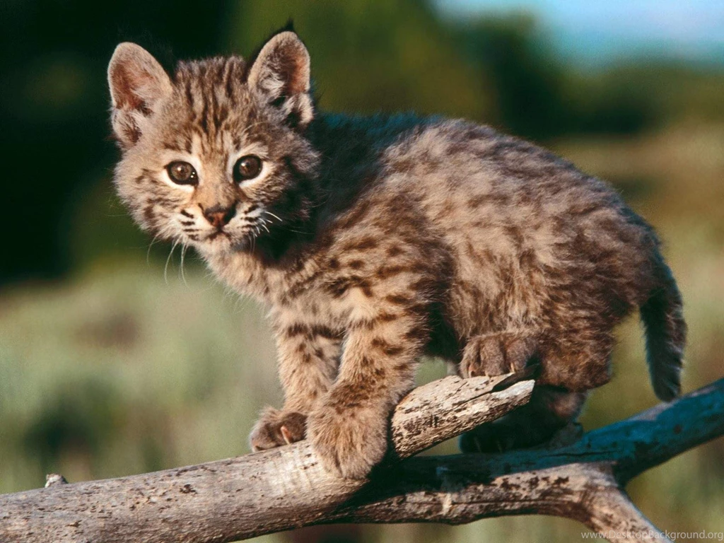Mountain lion