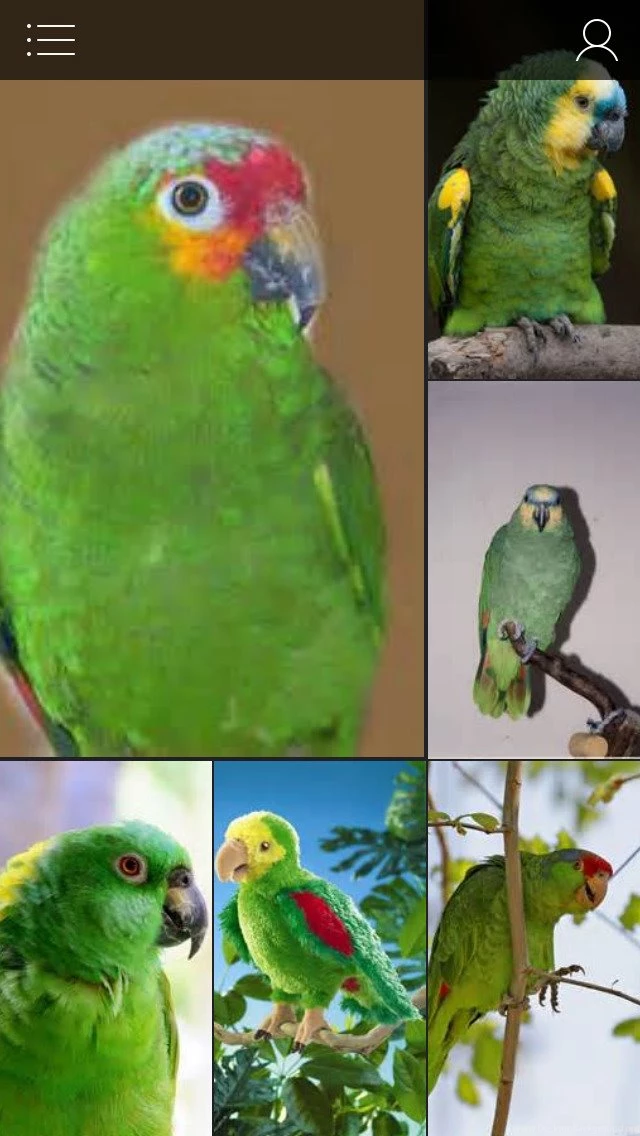 Parrots Wallpapers & Slideshow Full HD Colourful Flying Parrots ...