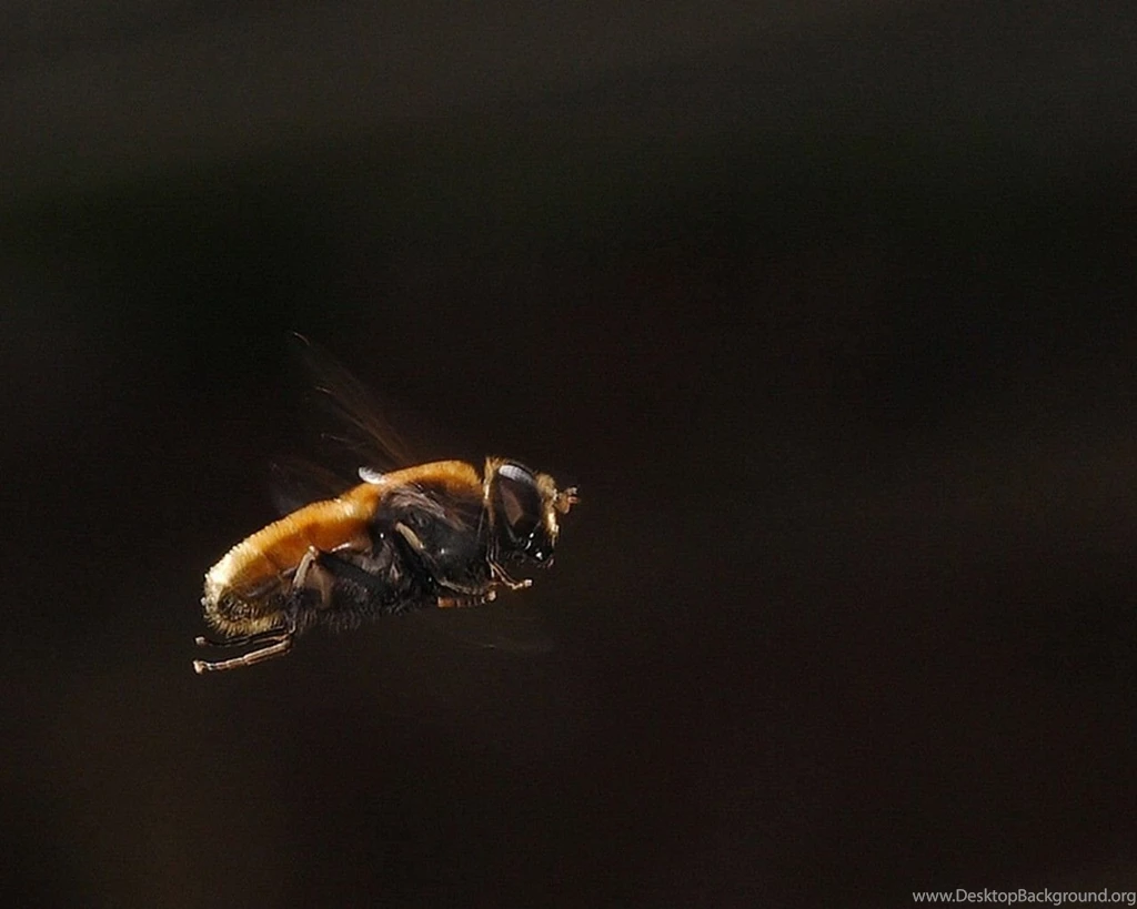 Slow Motion Wallpapers   Wallpapers Cave