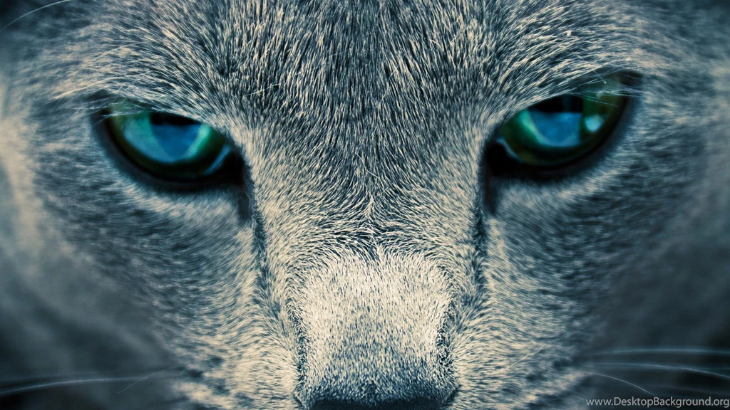 Animal HD Wallpapers