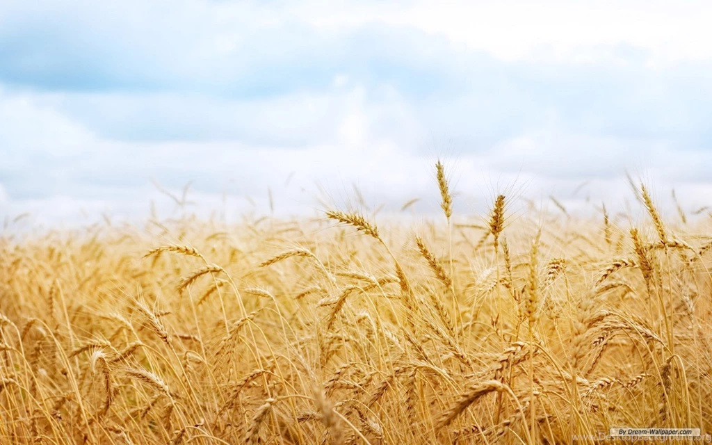 Free Wallpapers Free Nature Wallpapers Wheat Field 1 Wallpapers ...