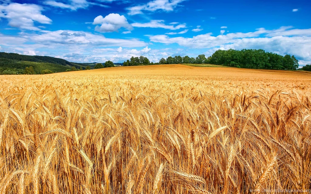 Wheat Field Hd Wallpapers Free Download