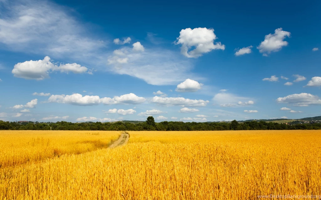 Wheat Fields 1920X1200 Wallpaper 1.jpg