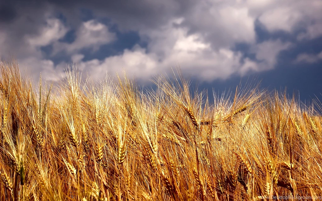 Wheat Field Wallpapers 1920x1200 1095449