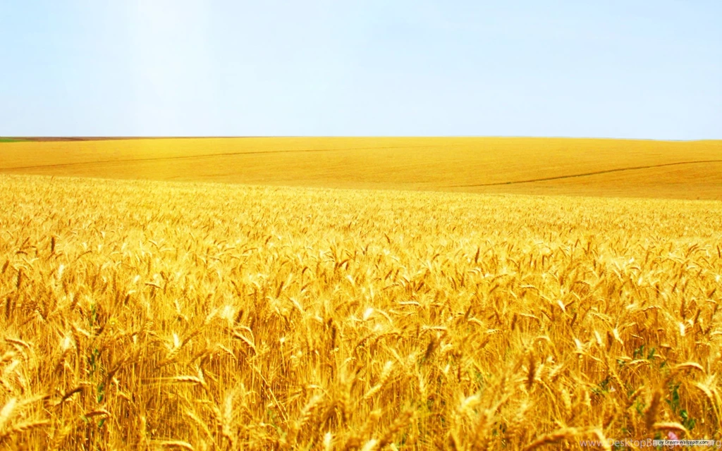 Free Wallpapers   Free Nature Wallpapers   Wheat Field 2 Wallpapers ...