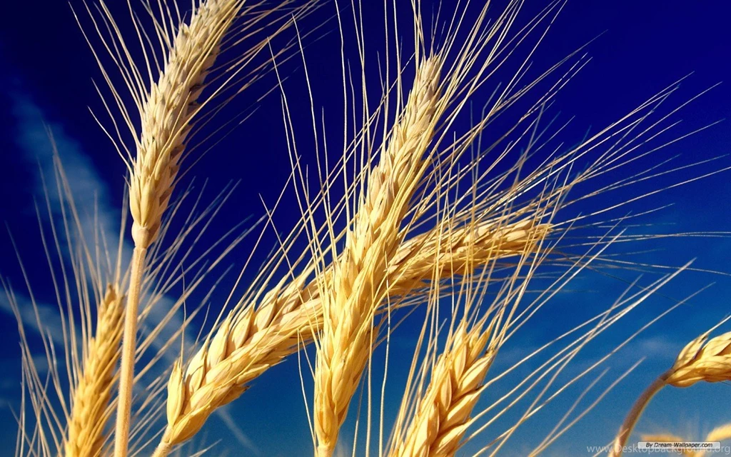 Free Wallpapers Free Nature Wallpapers Wheat Field 1 Wallpapers ...