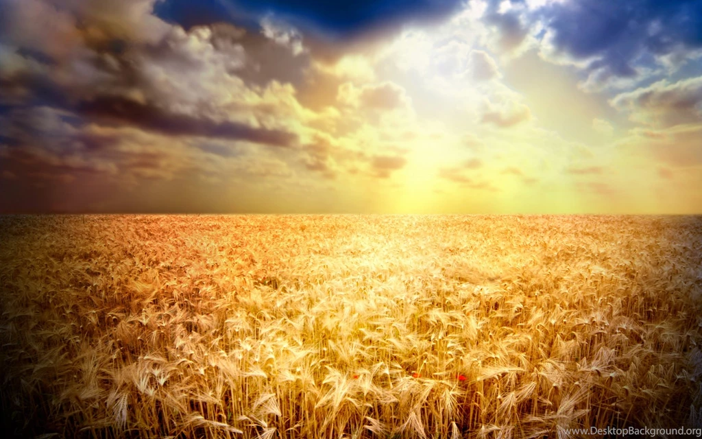 Wheat Field Wallpapers   756299