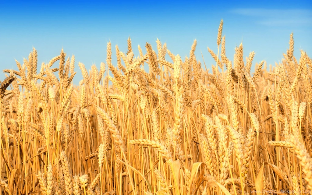 Wheat Field Harvest   Wallpaper.
