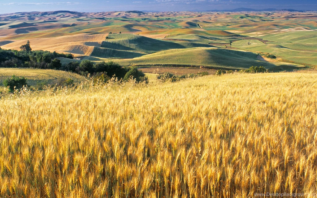 Sunny Wheat Field 1920x1200 Full HD 16/10 Wallpapers