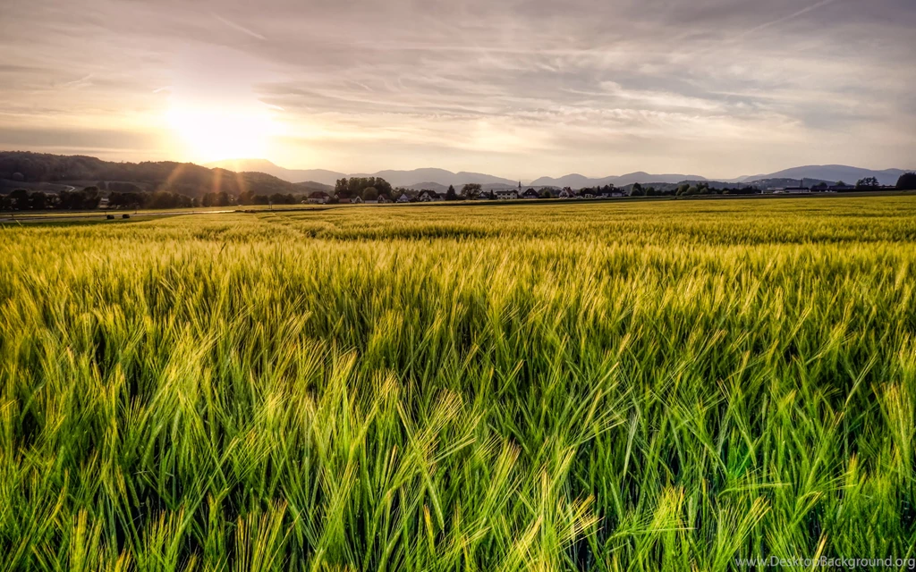 Green Wheat Field   Wallpaper.